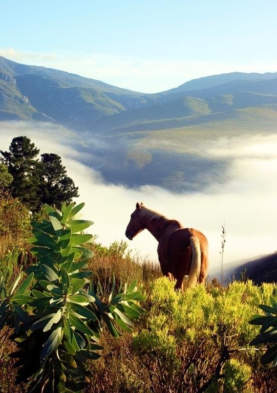 Вилла Akasha Mountain Retreat, New Location Хейдельберг Экстерьер фото